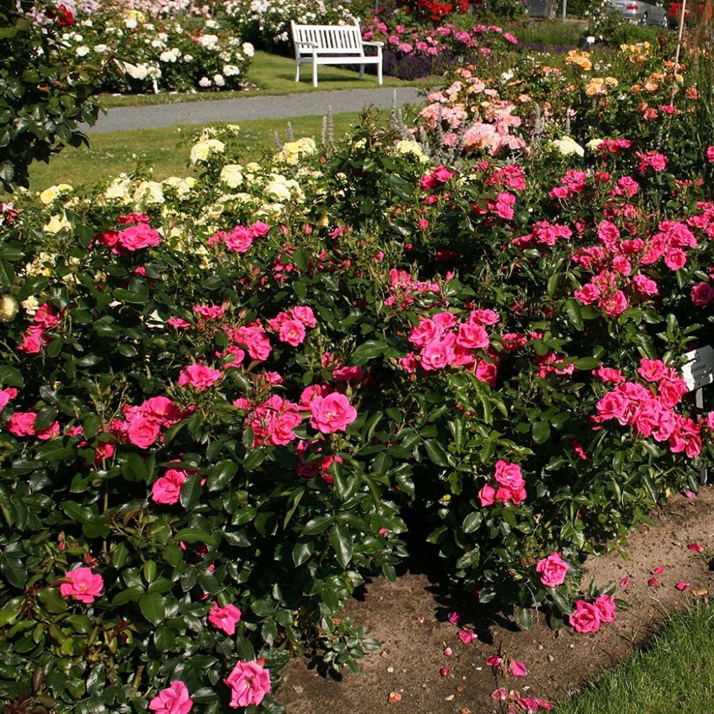 Rosa Chabadabada - Shrub Rose