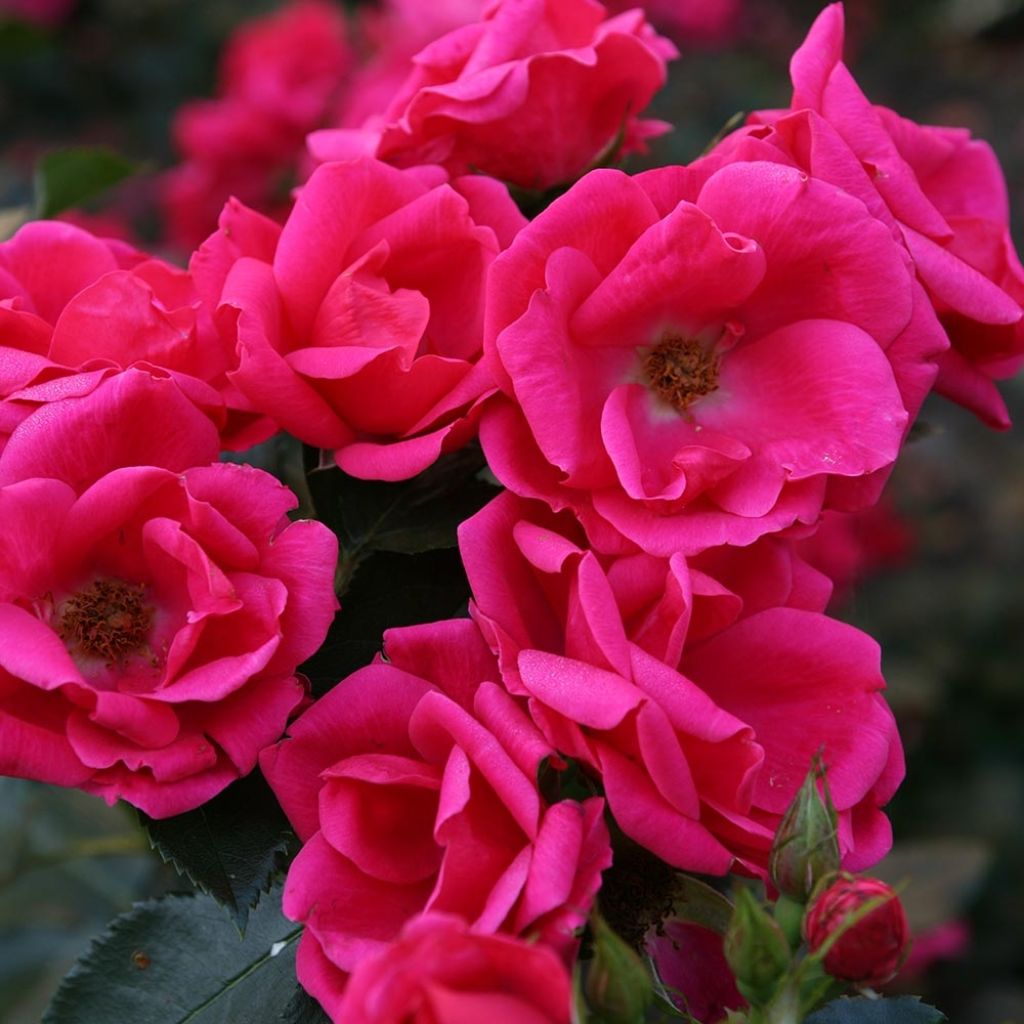Rosa Chabadabada - Shrub Rose