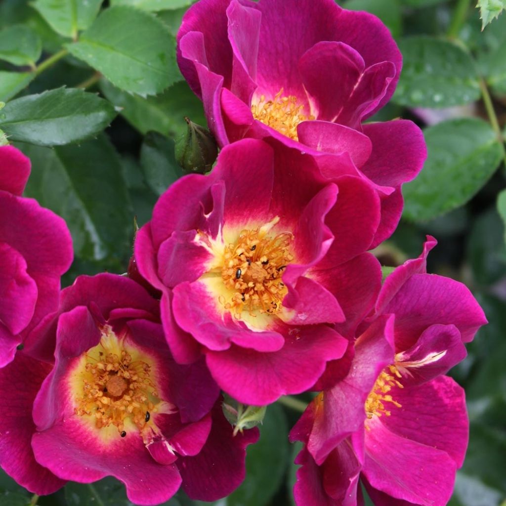 Rosa x polyantha 'Naturen' (Nectar Garden) - Shrub Rose