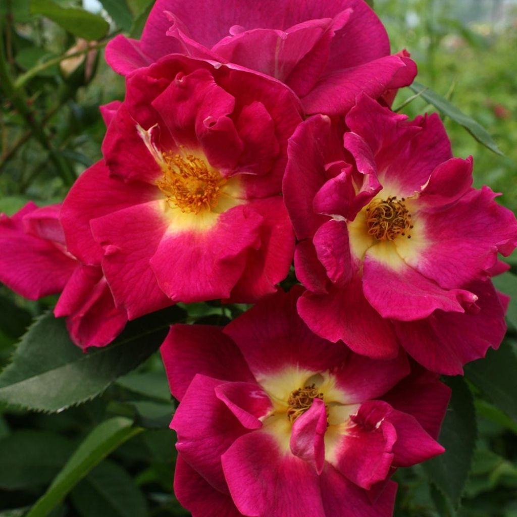 Rosa x polyantha 'Naturen' (Nectar Garden) - Shrub Rose