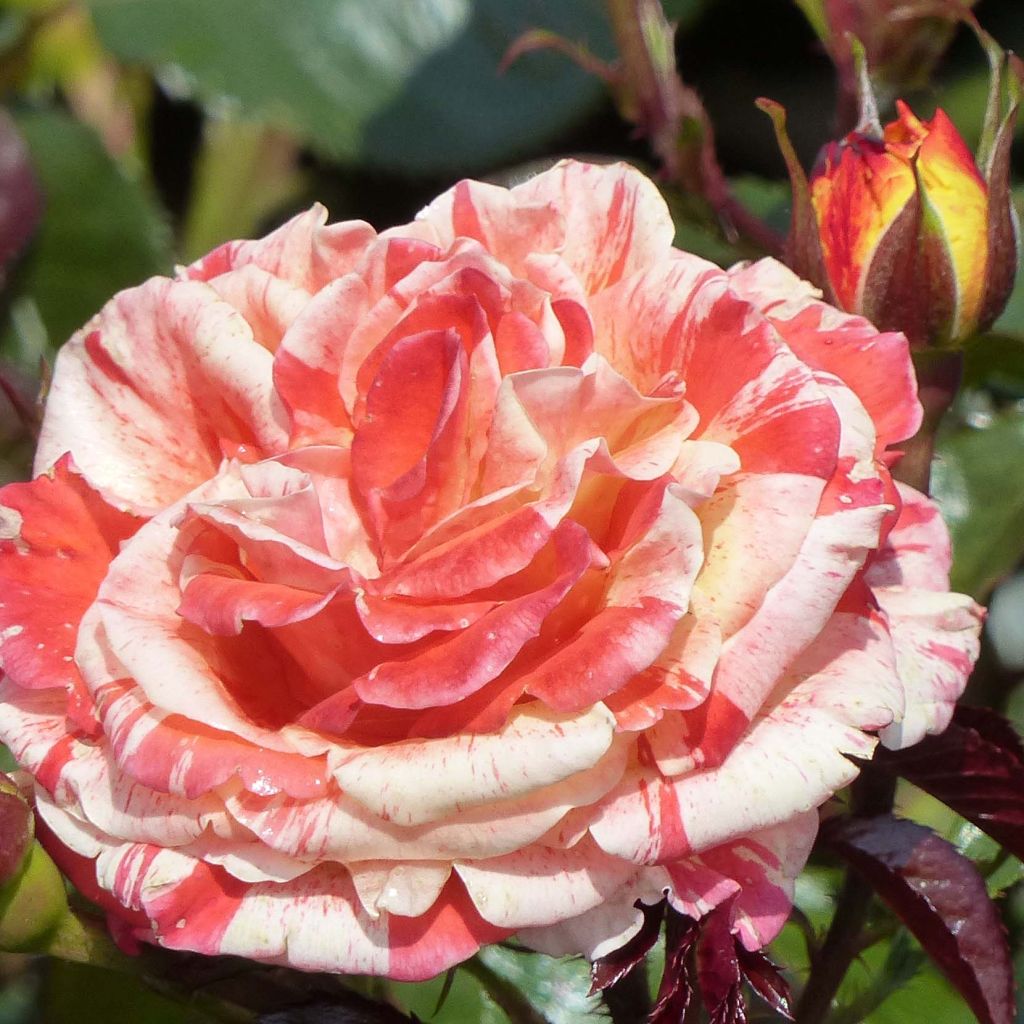 Rosa Oranges and Lemons - Floribunda Rose