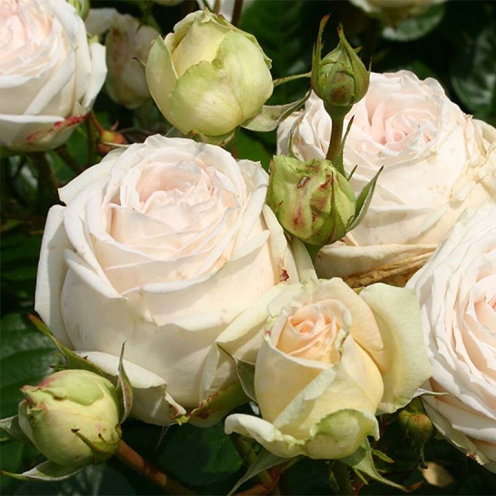 Rosa x Thé - Parfuma 'Madame Anisette' - Hybrid Tea Rose