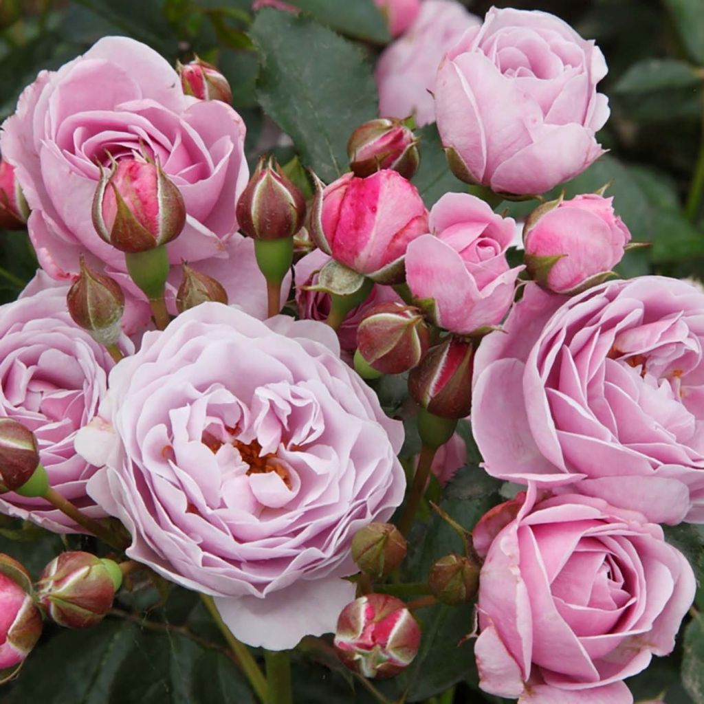 Rosa x floribunda 'Nautica' - Patio Rose