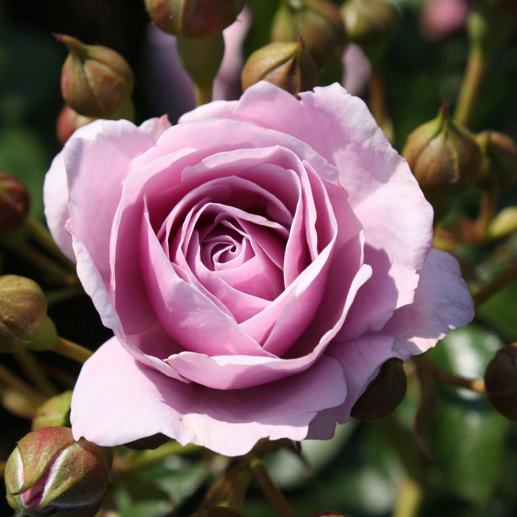 Rosa x floribunda 'Nautica' - Patio Rose