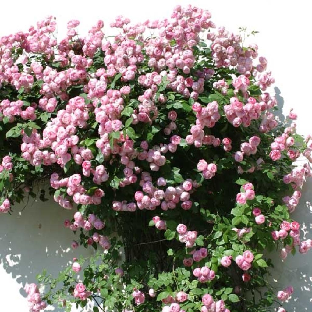 Rosa 'Pink Cloud' - Climbing Rose