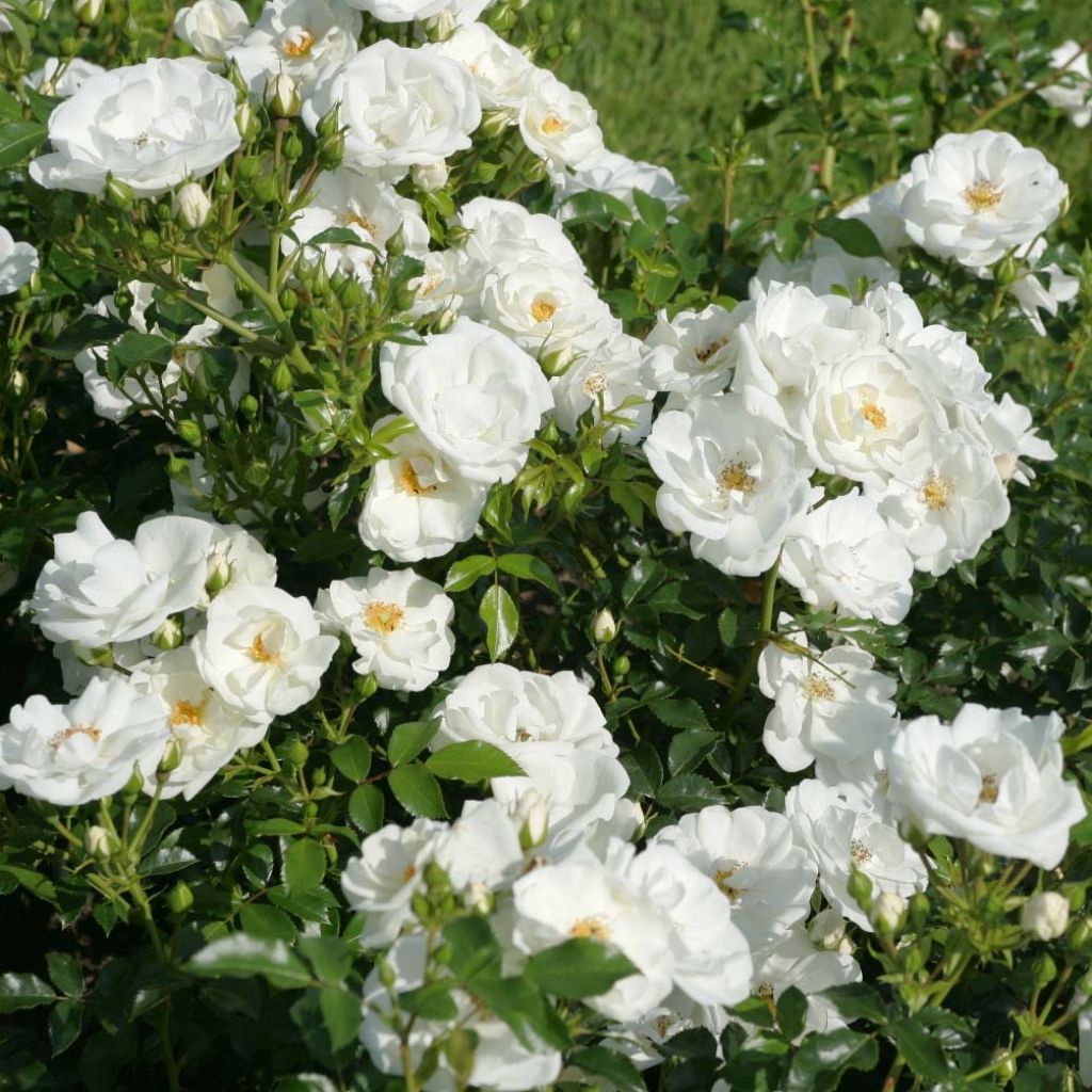 Rosa Rigo Rosen Innocencia Ground Cover Rose