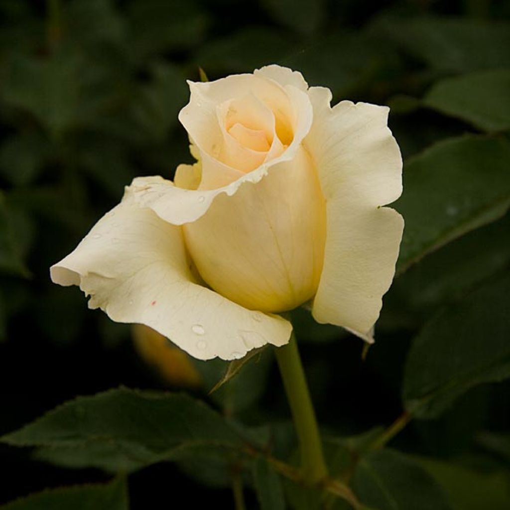 Rosa Sophia Renaissance - Hybrid Tea Rose