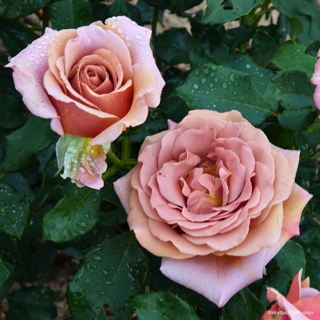 Rosa Floribunda Koko Loko™