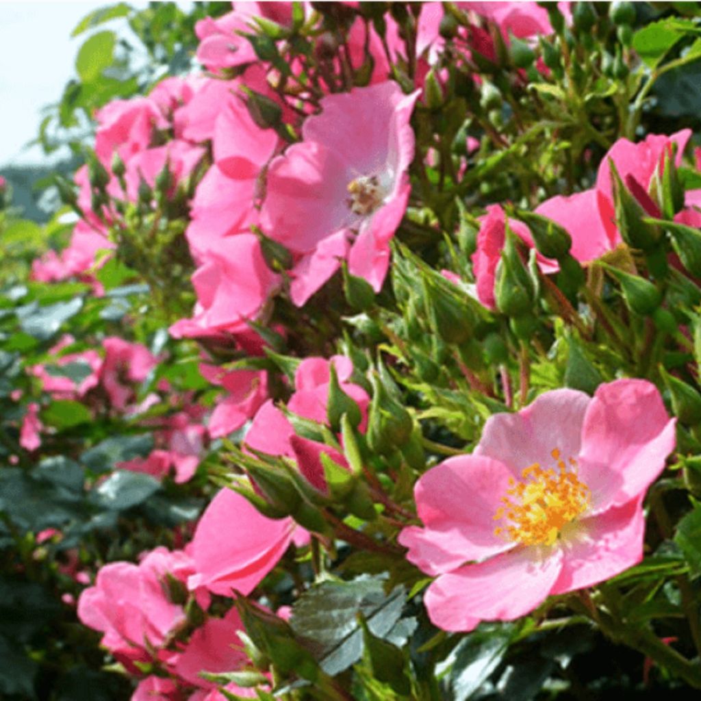 Rosa floribunda Mel Bee® - Floribunda Rose