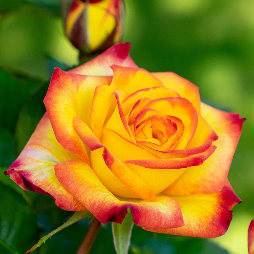 Rosa floribunda Planter's Punch® - Floribunda rose