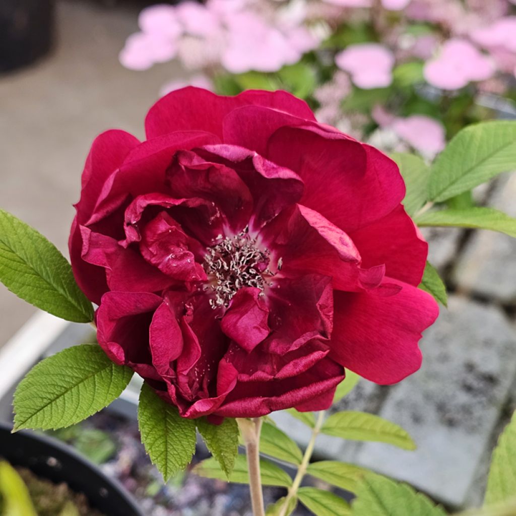 Rosa rugosa  TAKE IT EASY® Red - Rugosa Rose