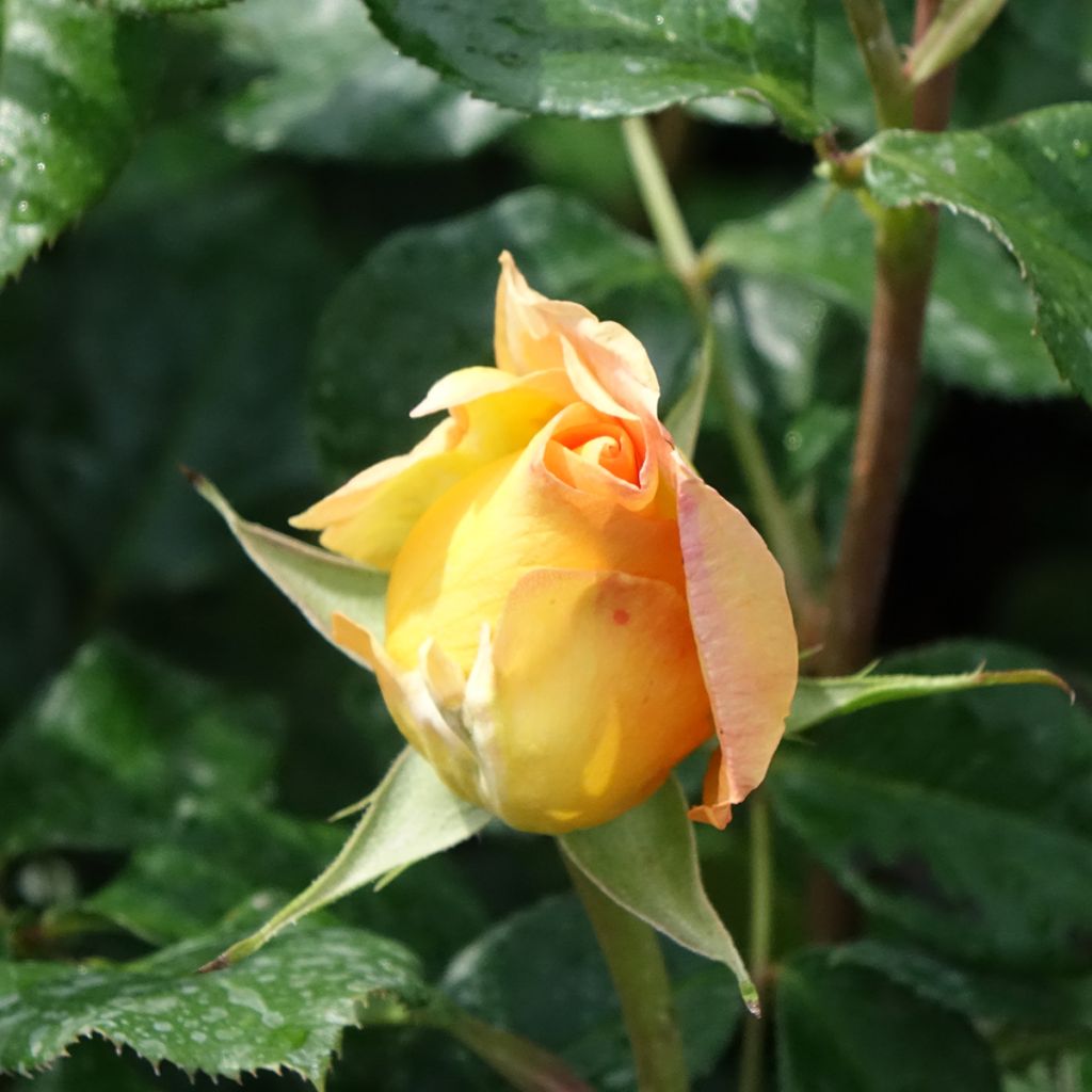 Rosa Eureka - Hybrid Tea Rose