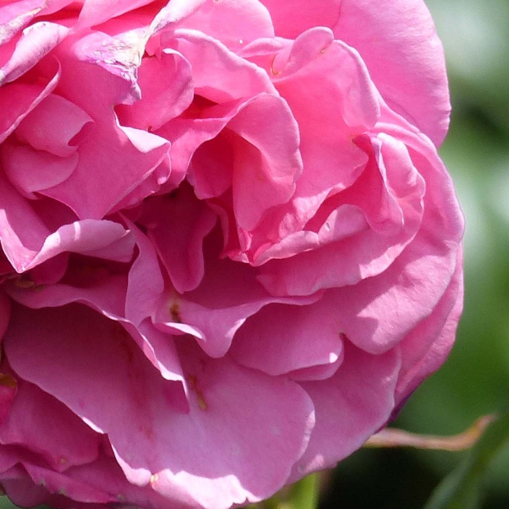 Rosa 'Line Renaud' 