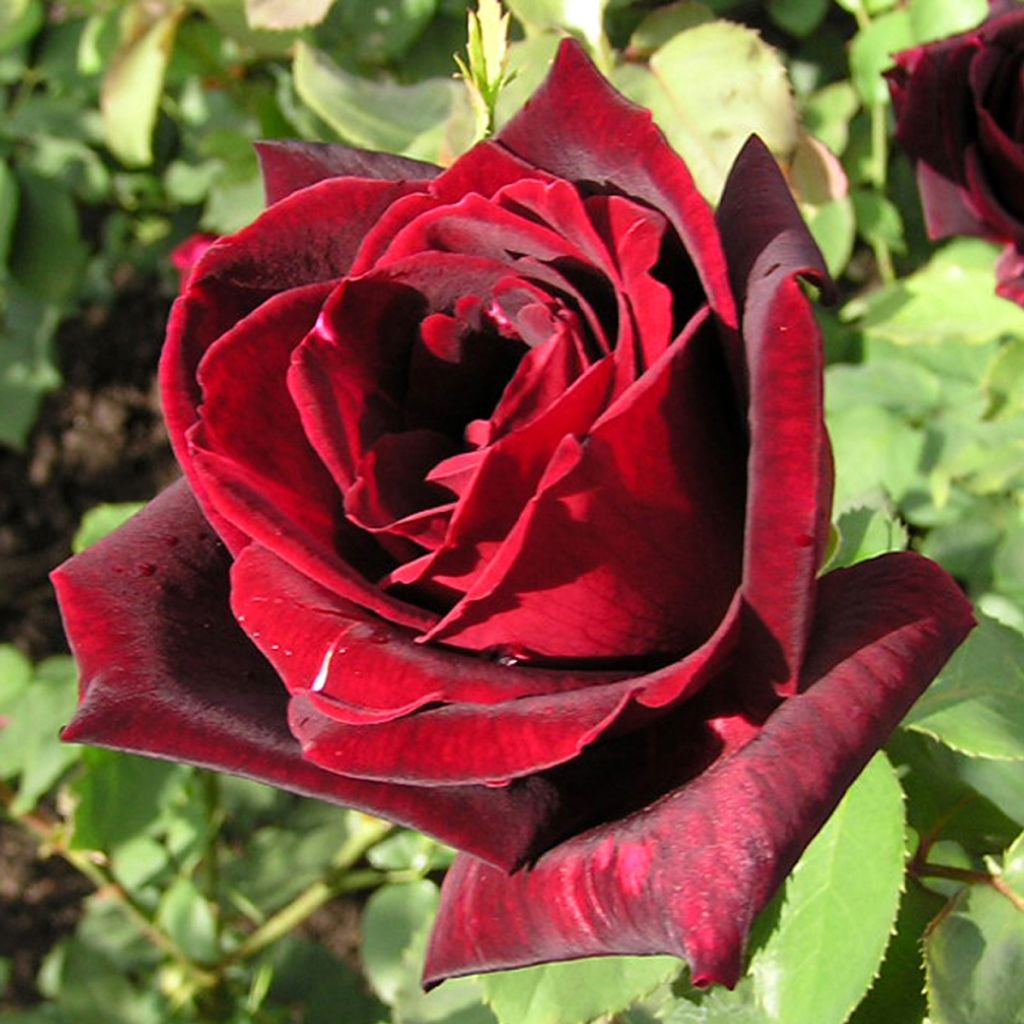 Rosa Papa Meilland
