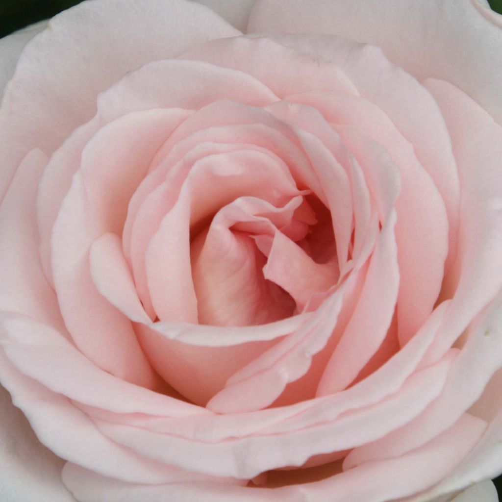 Rosa Prince Jardinier