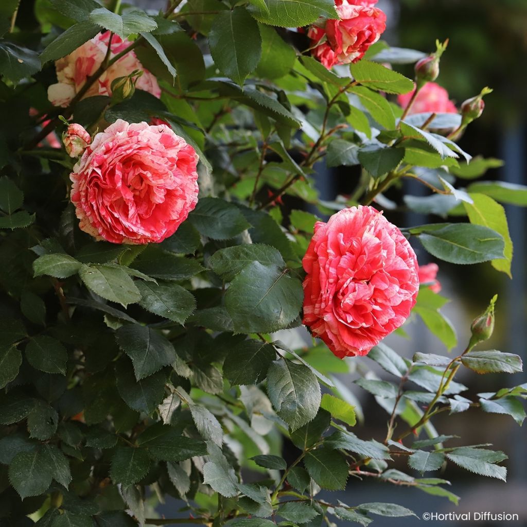 Rosa floribunda Scentimental Coral® - Rosier à fleurs groupées Coral Scentimental, Rosier buisson Coral Scentimental - Floribunda Rose