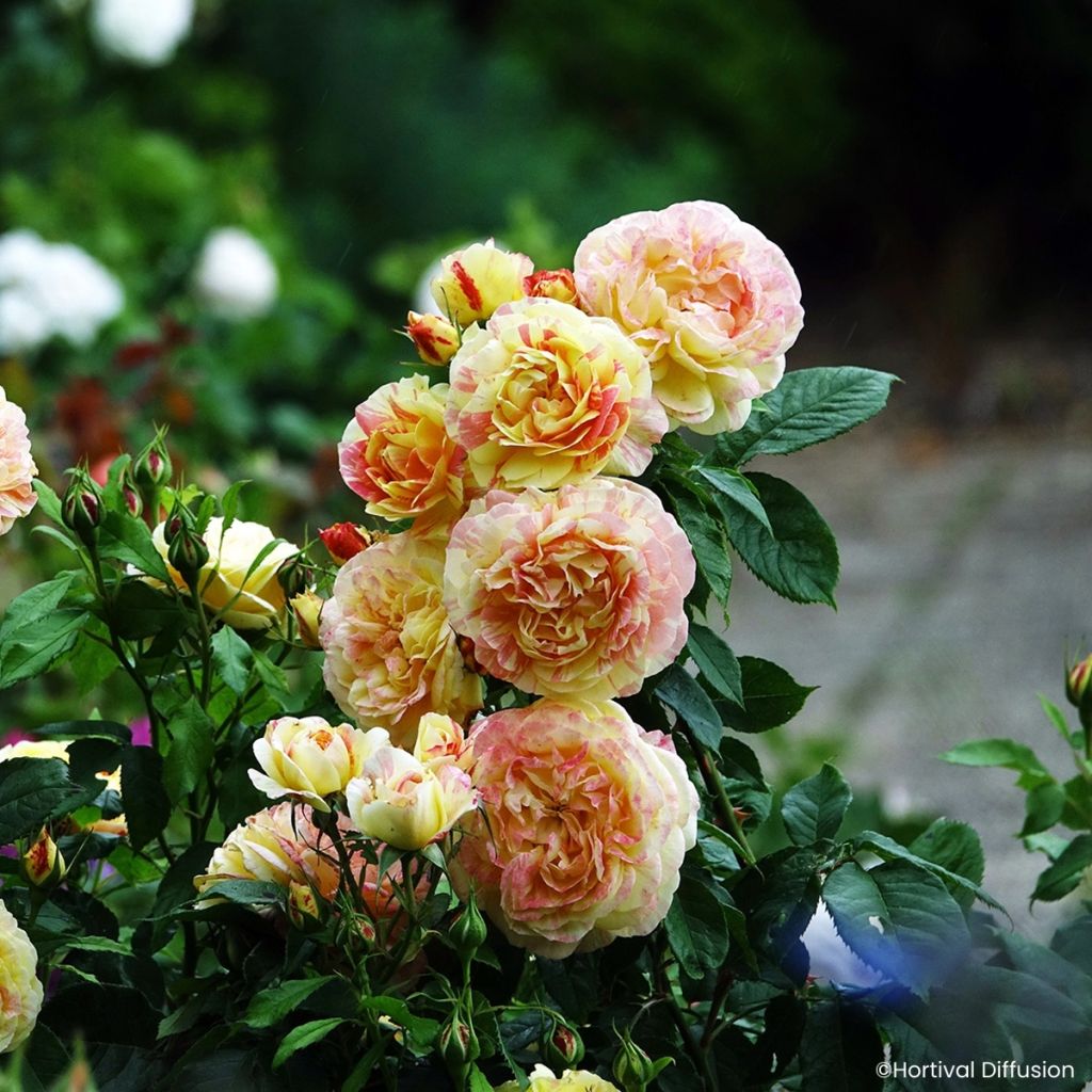 Rosa floribunda Scentimental® Vanille - Floribunda Rose