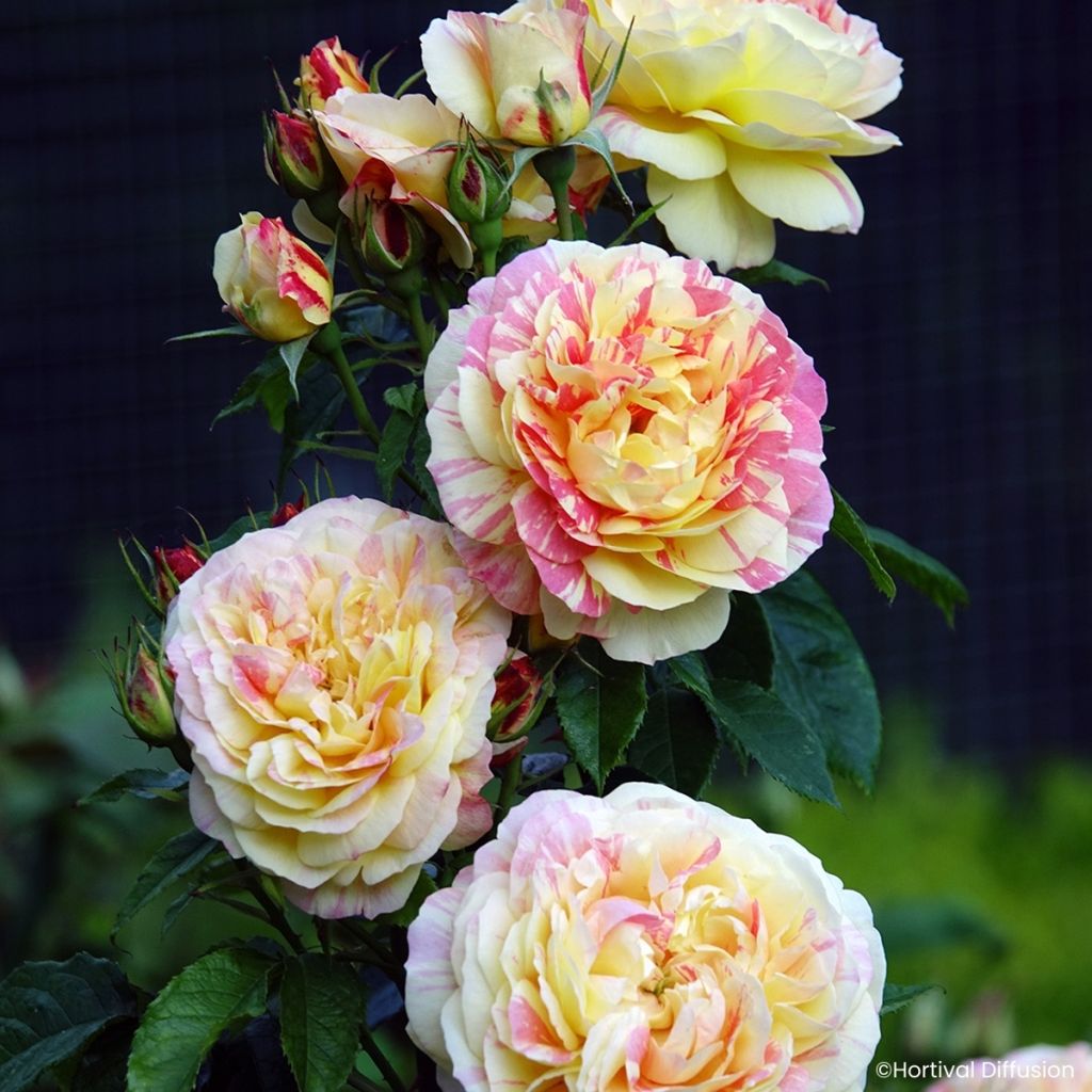 Rosa floribunda Scentimental® Vanille - Floribunda Rose