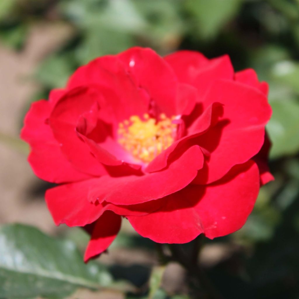 Rosa x floribunda Alain - Floribunda Rose