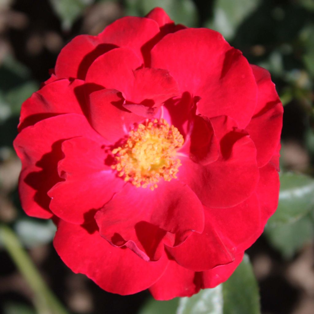 Rosa x floribunda Alain - Floribunda Rose