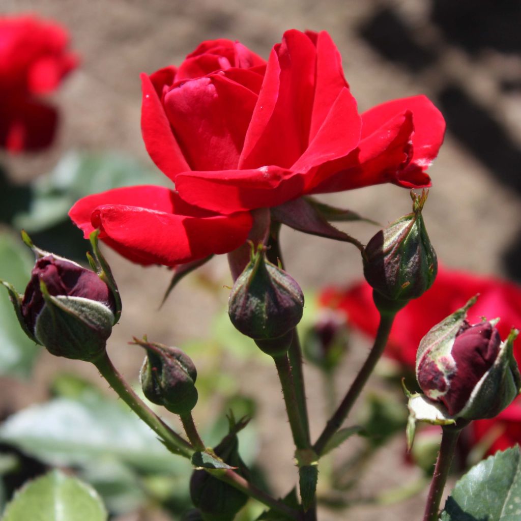 Rosa x floribunda Alain - Floribunda Rose