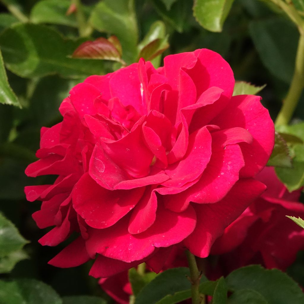 Rosa floribunda Bordeaux