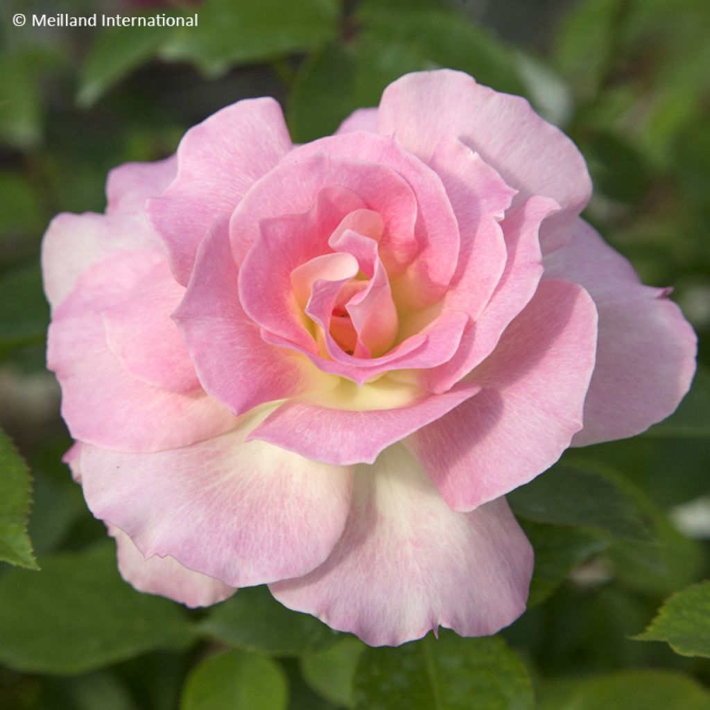 Rosa floribunda Charles Aznavour (seduction)