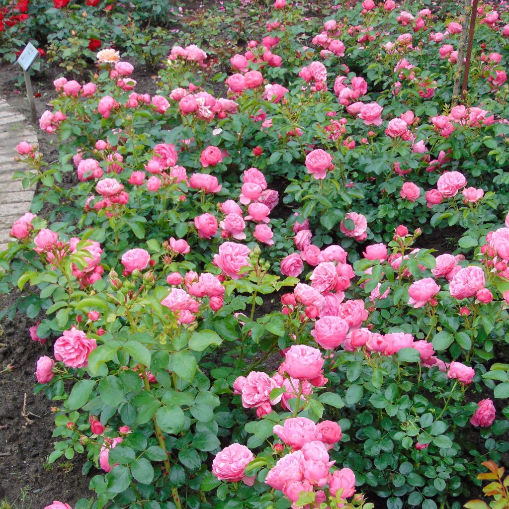 Rosa x floribunda Leonardo Da Vinci - Floribunda Rose