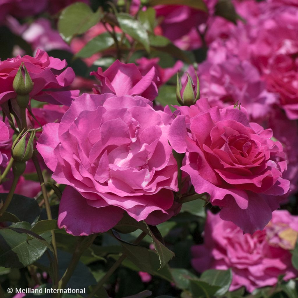 Rosa floribunda Manou Meilland - Floribunda Rose