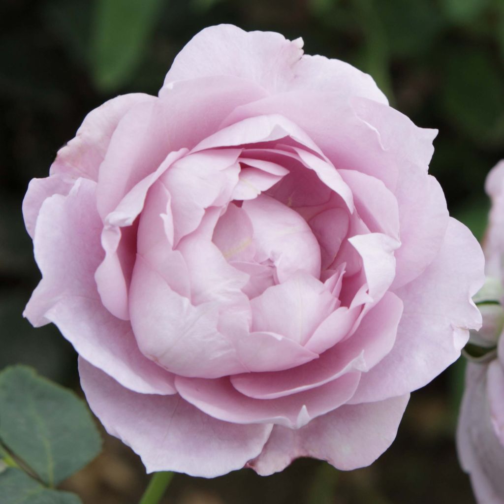 Rosa x floribunda Novalis - Floribunda Rose