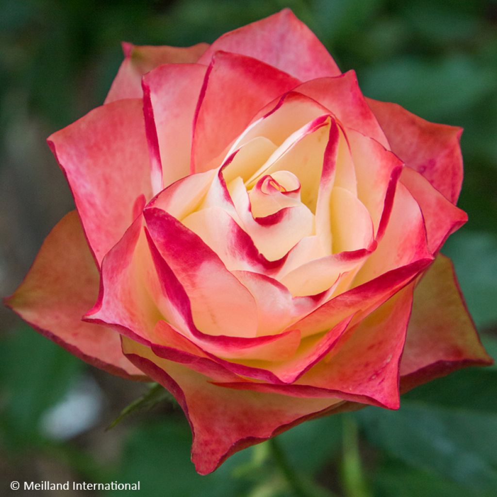 Rosa  'Meimozahiq' ORIGAMI® - Rosier Origami