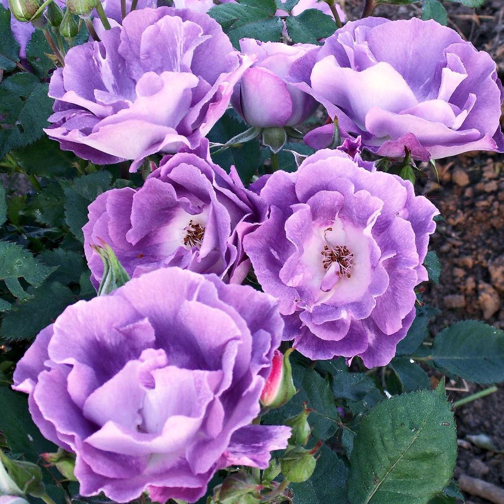 Rosa Pacific Dream - Floribunda Rose
