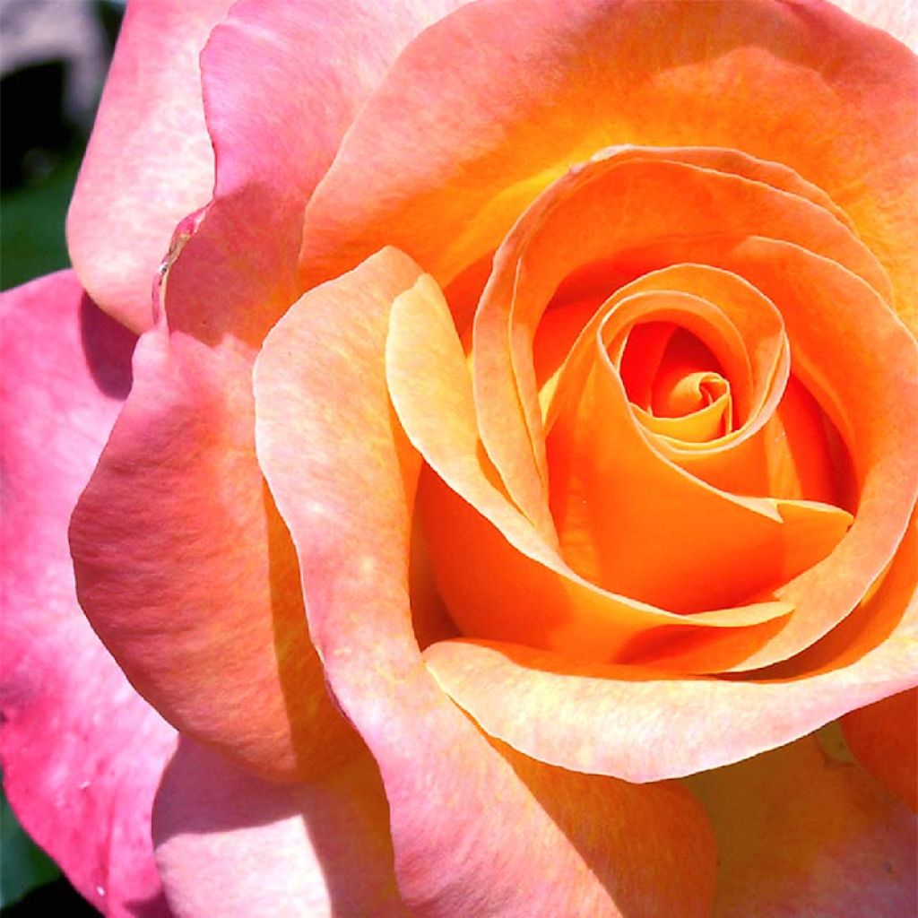 Rosa x floribunda Rochemenier Village - Floribunda Rose