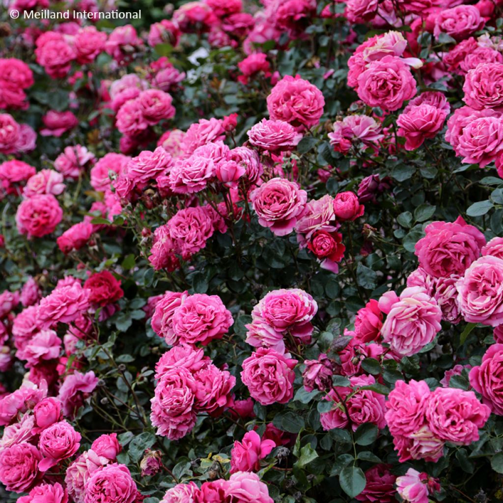 Rosa Alexandre Astier - Hybrid Tea Rose