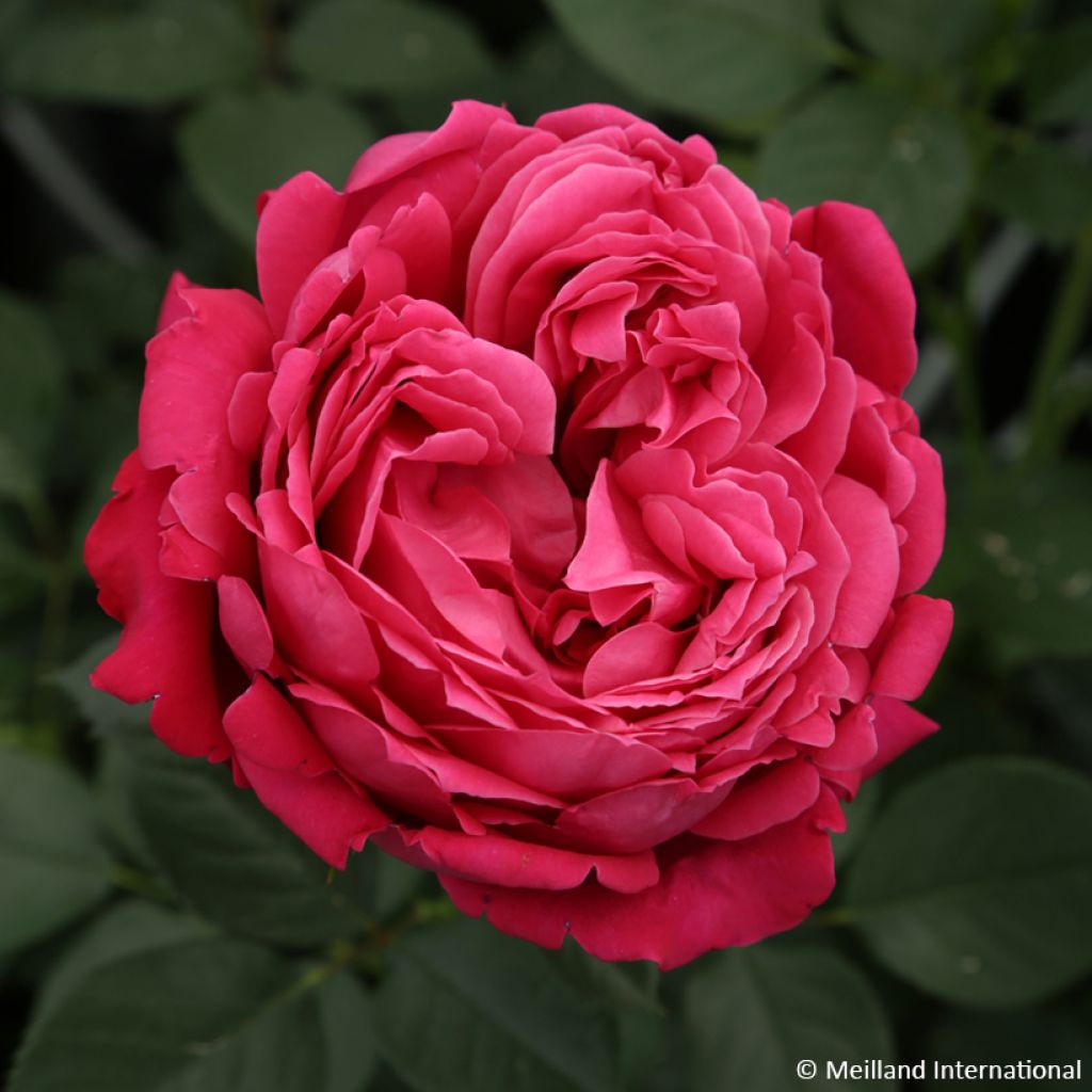 Rosa Alexandre Astier - Hybrid Tea Rose