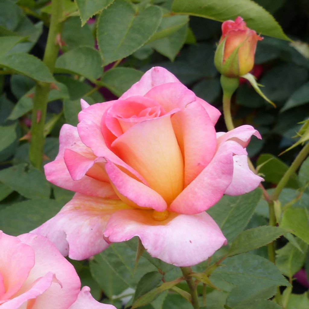 Rosa  'André Eve' - Modern Hybrid Tea Rose