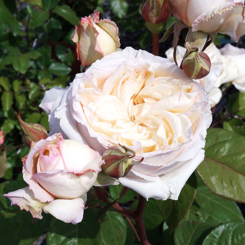Rosa Baie des Anges - Modern Hybrid Tea Rose