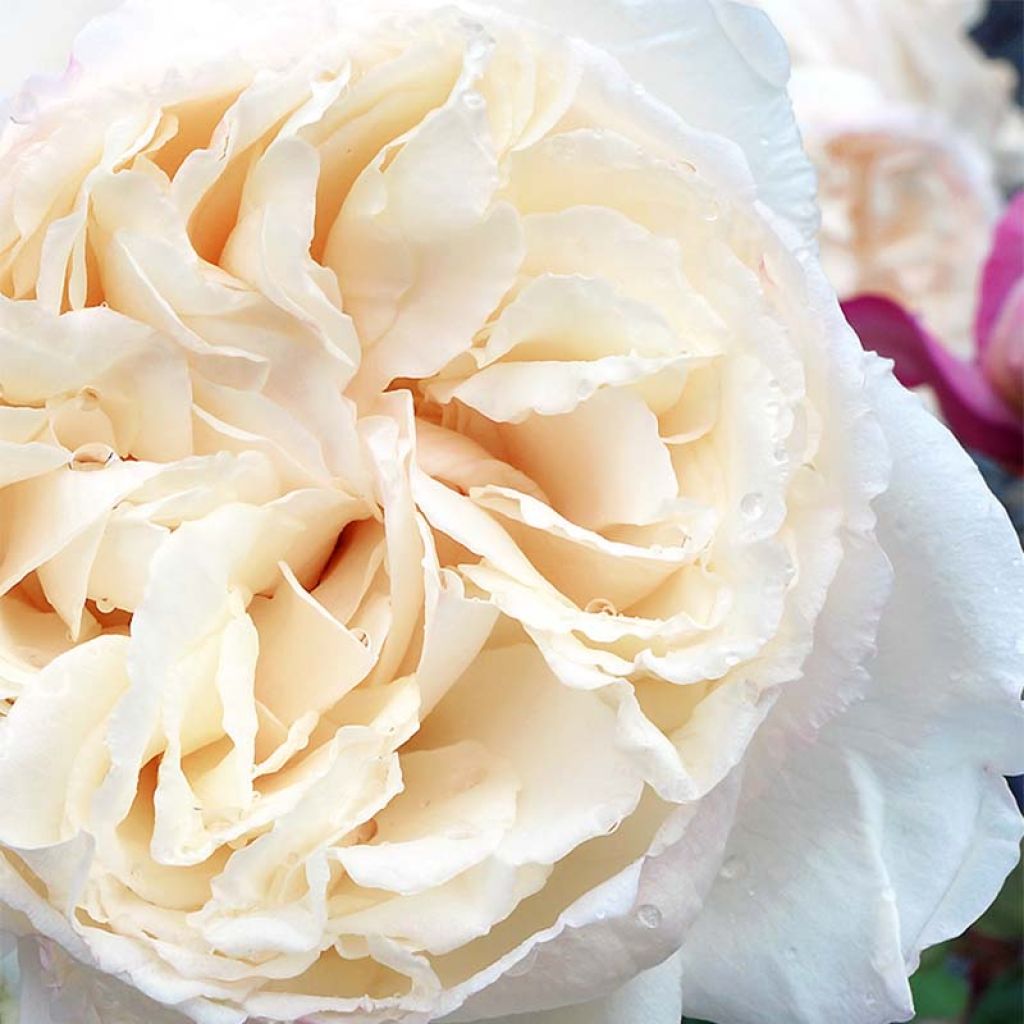 Rosa Baie des Anges - Modern Hybrid Tea Rose
