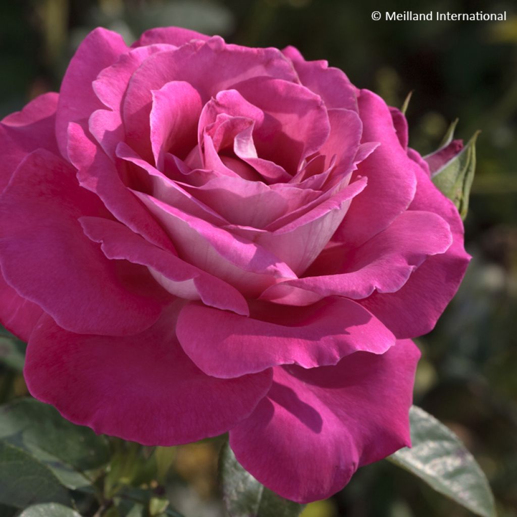 Rosa Baronne Edmond de Rothschild - Hybrid Tea Rose