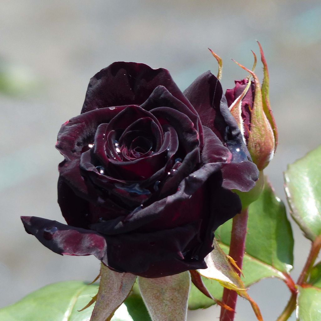 Rosa 'Black Baccara' - Hybrid Tea Rose