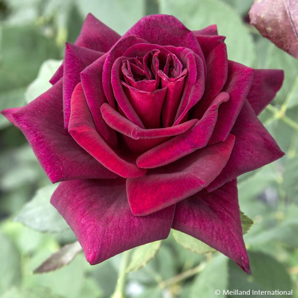 Rosa Black Perfumella - Hybrid Tea Rose