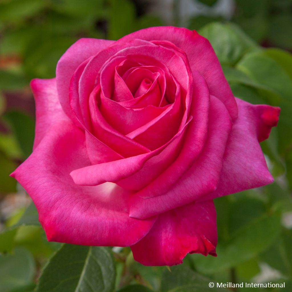 Rosa 'Meisionver' CAPRICE DE MEILLAND® - Rosier Caprice de Meilland, Rosier Best Friend