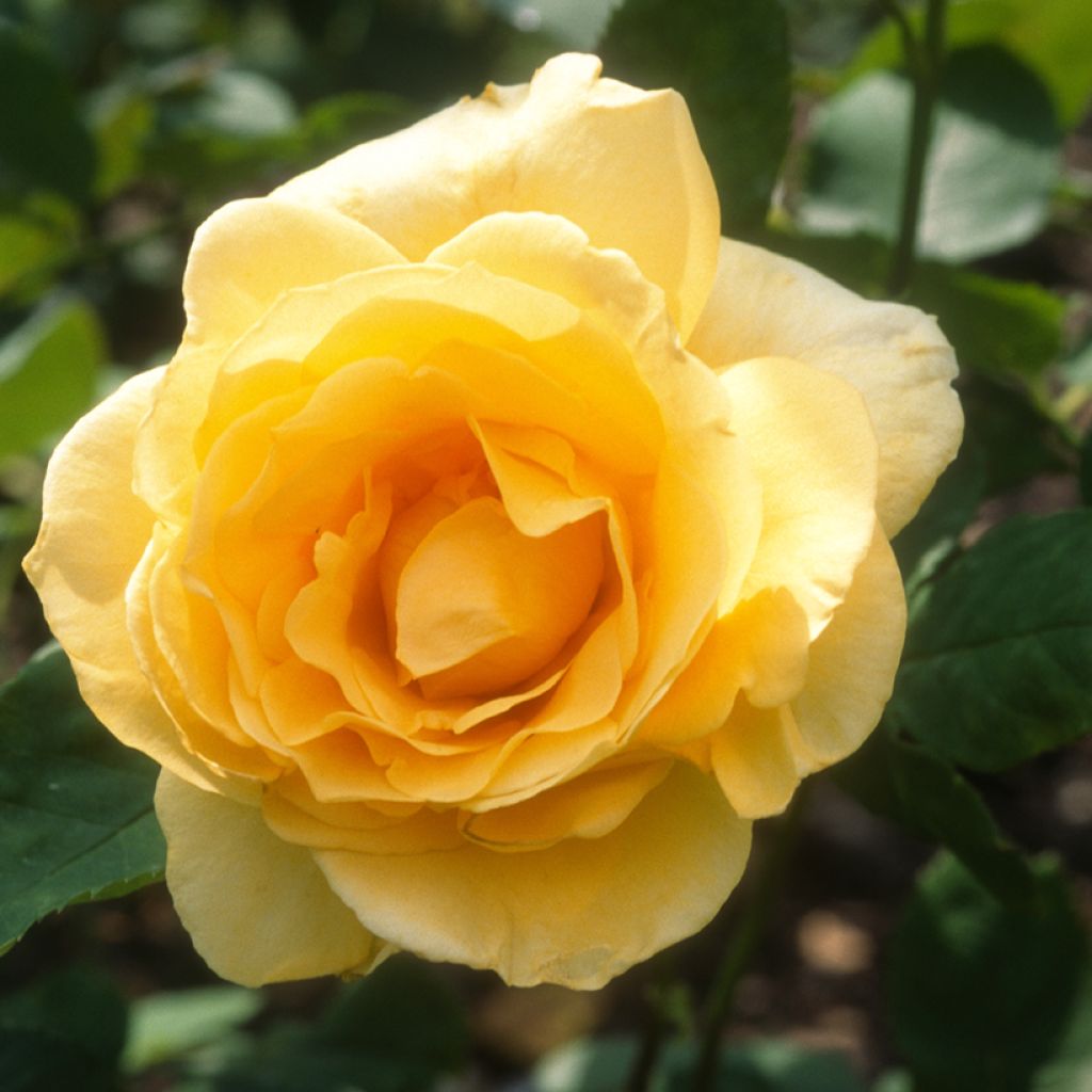 Rosa Casanova - Hybrid Tea rose