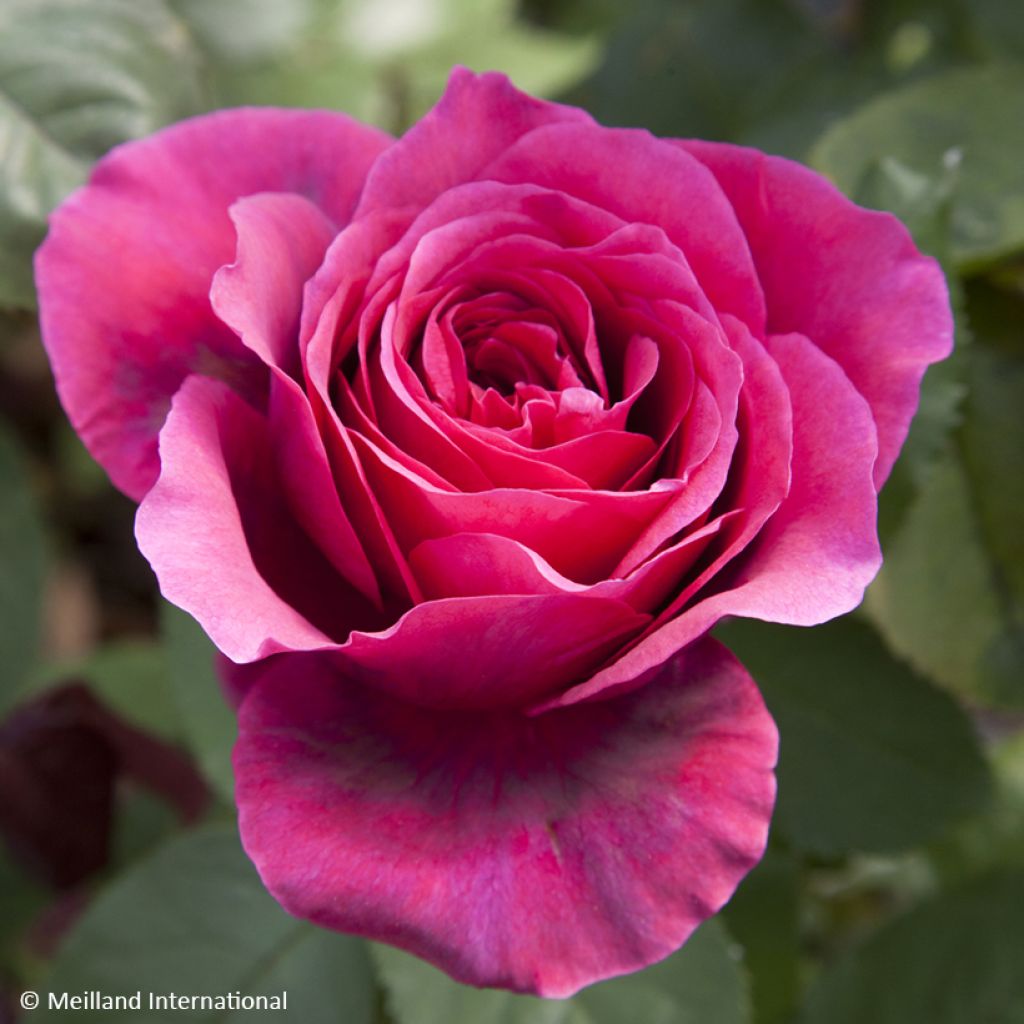 Rosa Charlotte Rampling - Hybrid Tea Rose