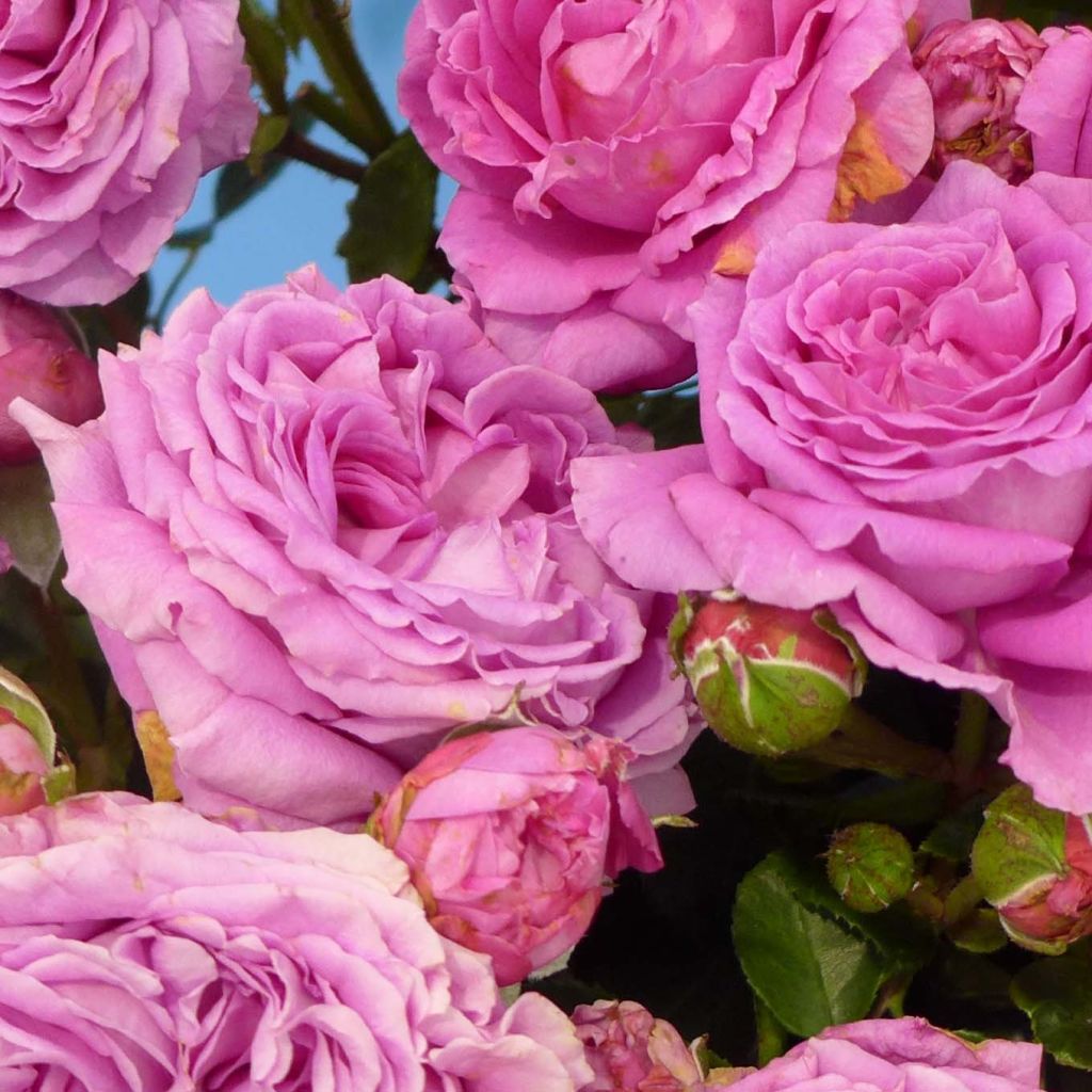 Rosa 'Claire Marshall' - Hybrid Tea Rose