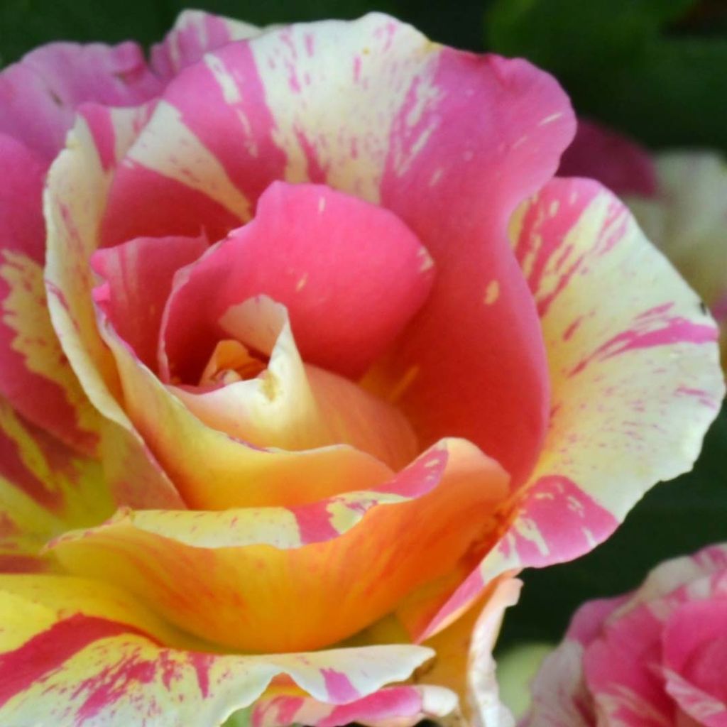 Rosa Claude Monet - Shrub Rose