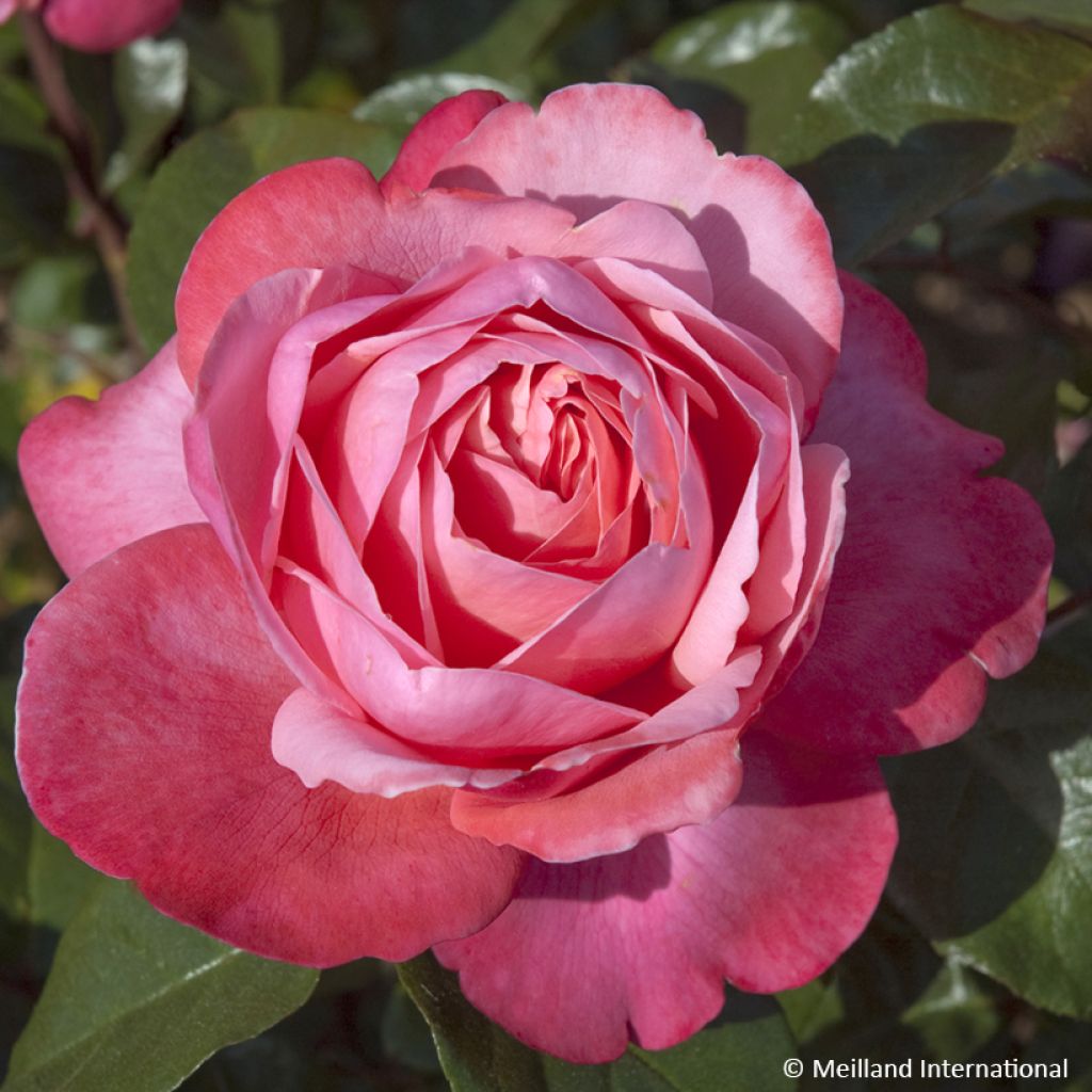 Rosa Drakkar - Hybrid Tea Rose