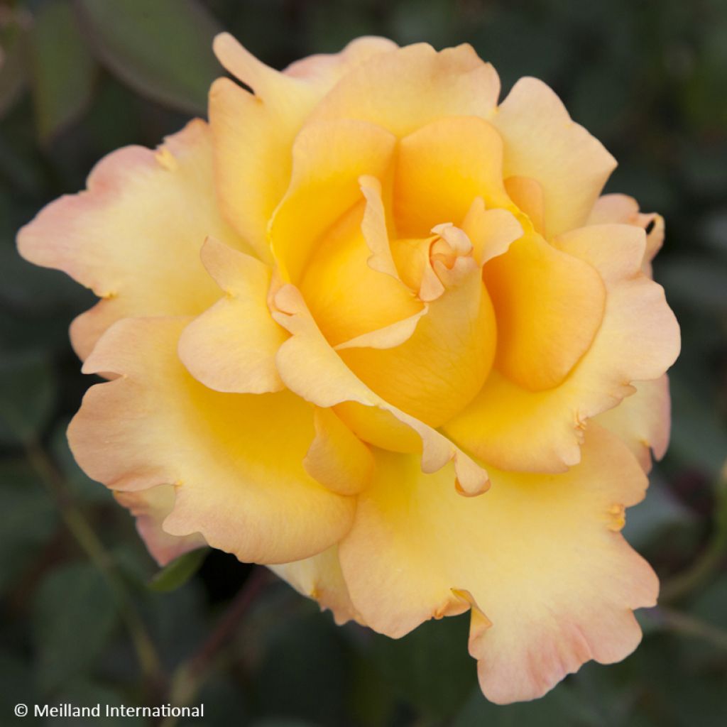 Rosa Eureka - Hybrid Tea Rose