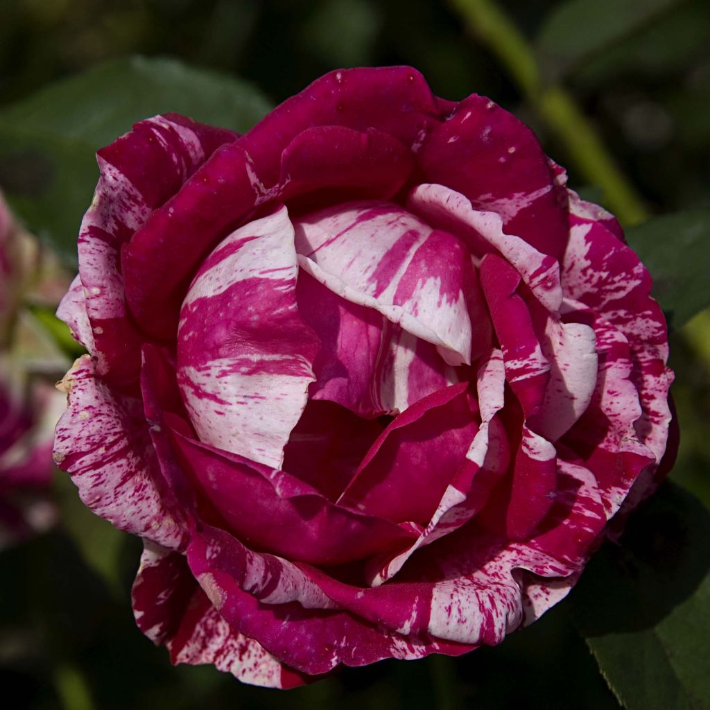 Rosa Henri Matisse - Hybrid Tea Rose