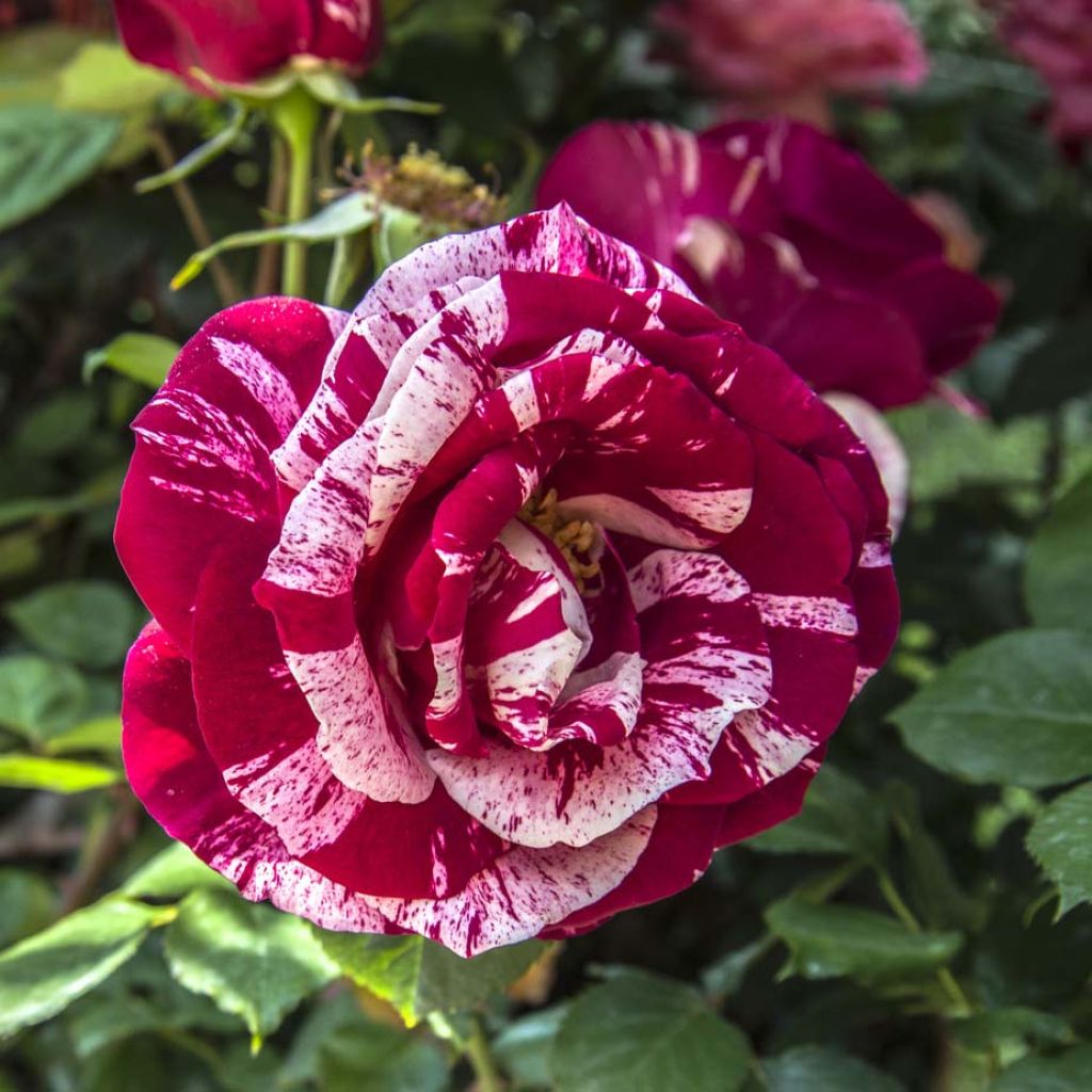 Rosa Henri Matisse - Hybrid Tea Rose